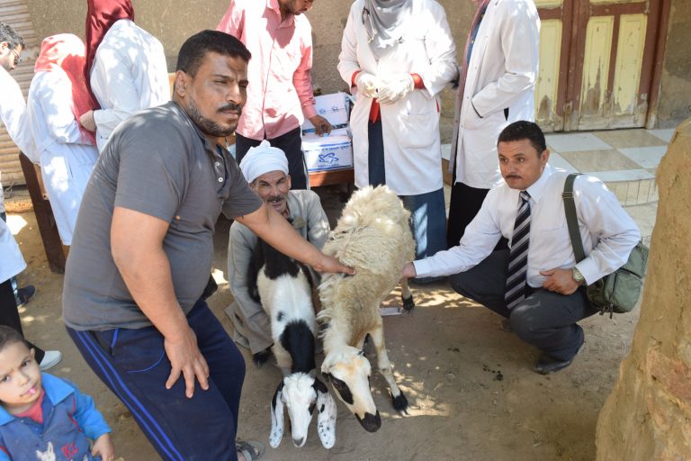 كلية الطب البيطرى تنظم قافلة طبية إلى قرية الحمادية