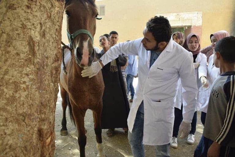 تشخيص و علاج ١٠١٧ حالة بقوافل جامعة سوهاج البيطرية