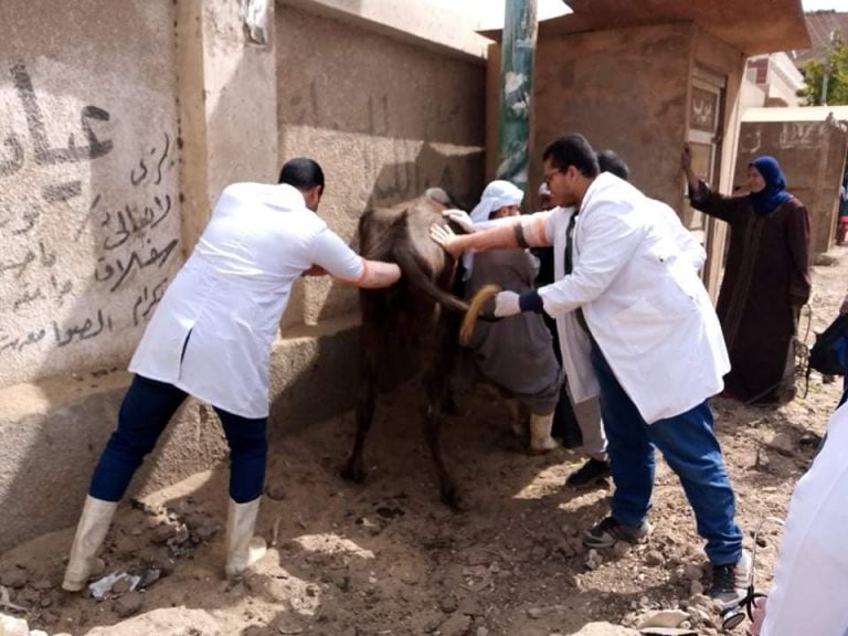 من فعاليات القوافل البيطرية بقرى ومراكز سوهاج قافلة سفلاق