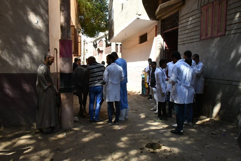 قافلة بيطرية مجانية بقرية المزالوة مركز سوهاج