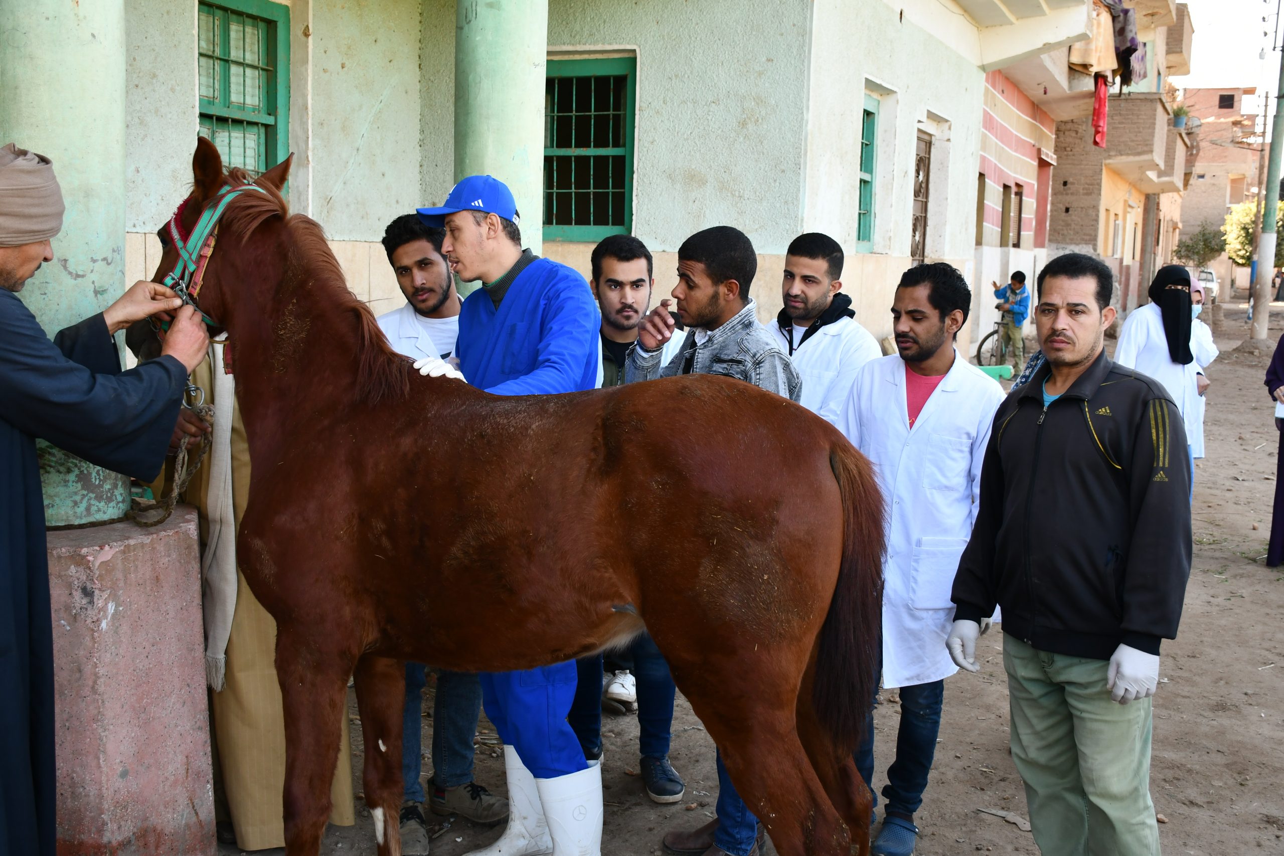 كليه الطب البيطري بجامعه سوهاج تنظم قافلة بيطري لقرية اولاد حمزه بالعسيرات وتناظر ٢٥٠ حاله