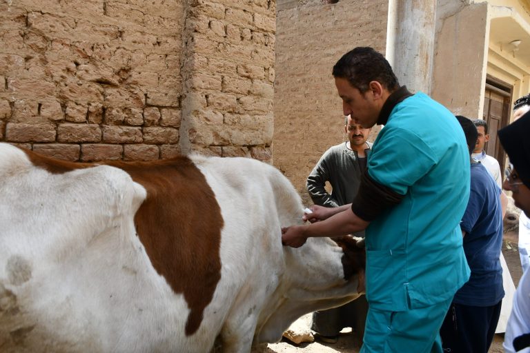 كلية الطب البيطرى تنظم قافلة بيطرية في العسيرات بقريه  الشهداء شرق  وتناظر 350حالة