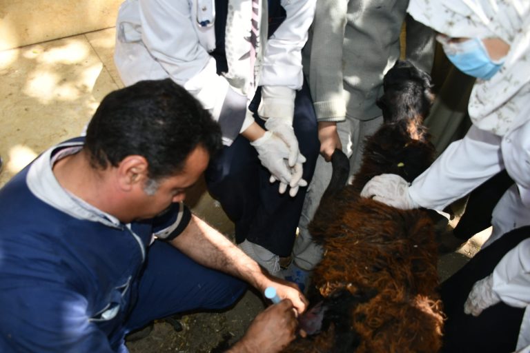 كلية الطب البيطرى تنظم قافلة بيطرية في طهطا بقريه  بني عمار شرق  وتناظر حولي  500حالة