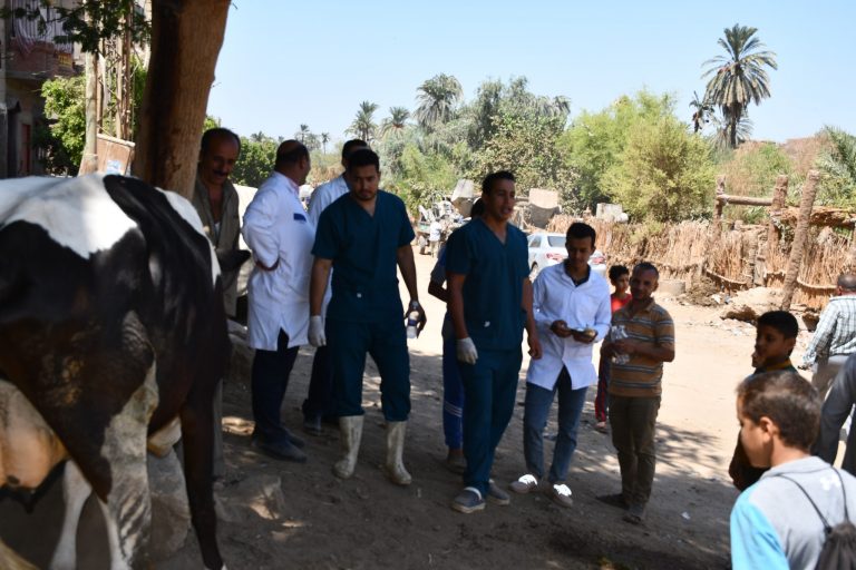 نظمت كلية الطب البيطرى قافلة بيطرى بقرية الشيخ مسعود بمركز طهطا