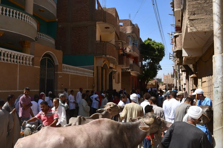 كليه الطب البيطري بجامعه سوهاج عن قافله مركز اخميم بقرية آبار الملك تحت مبادرة حياة كريمة الذي أطلقها الرئيس عبدالفتاح السيسي رئيس