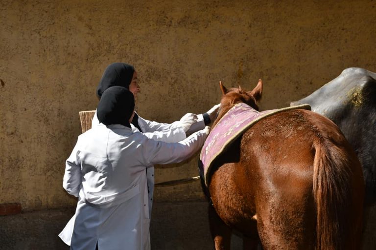 نظمت كليه الطب البيطري بجامعه سوهاج عن قافله مركز طهطا بقريه الصوامعه غرب بتاريخ 13/2/2023
