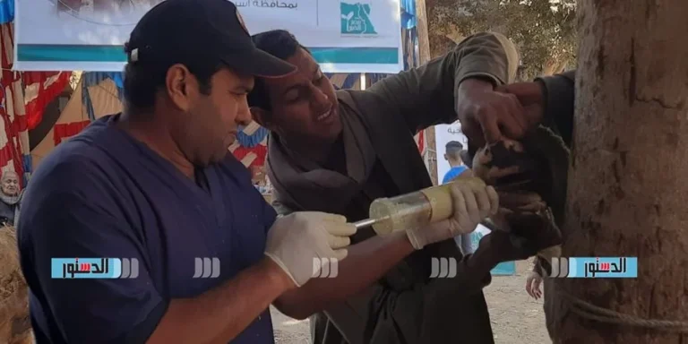 قافلة جامعة سوهاج البيطرية تتجه لقرية الصلعا وتناظر ٦٠٠ حاله مرضية مجانًا