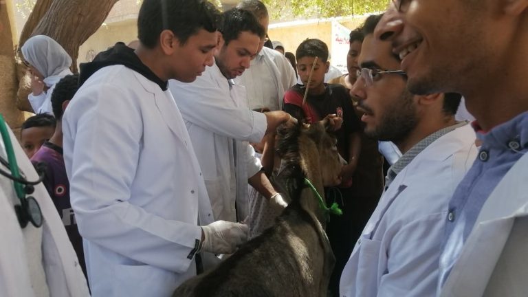 نُظمت يوم الأربعاء الموافق 29/7/2026 قافلة بيطرية إلى قرية عرابة أبو عزيز بمركز المراغة